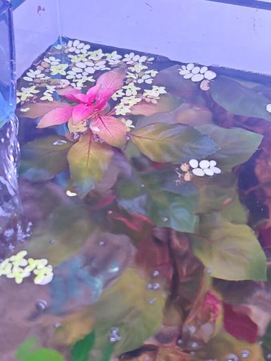 Ludwigia