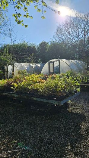 Plants, Flowering Shrubs, Grasses