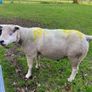 Texel ram Image 2