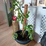 Large Monstera Minima with Pot Image 3