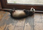 Looking a new home for a ferret