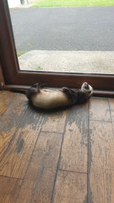 Looking a new home for a ferret