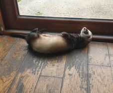 Looking a new home for a ferret