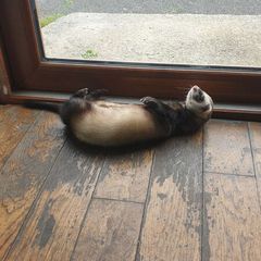 Looking a new home for a ferret