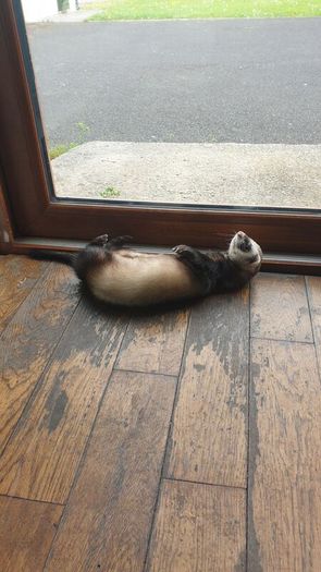Looking a new home for a ferret