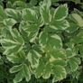 Mint plant Image 4