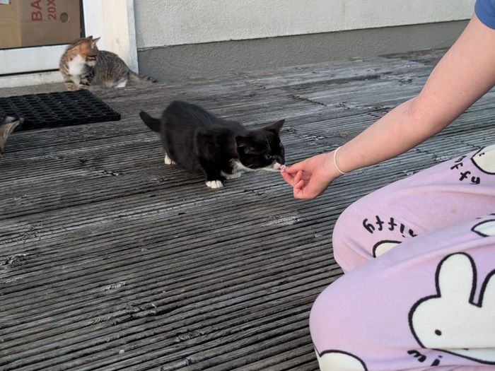 11 week old kittens