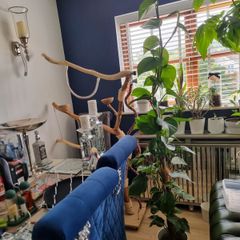 house plant