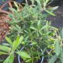 olive trees Image 4