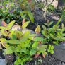 St John's-wort plants Image 2
