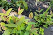 St John's-wort plants