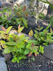 St John's-wort plants