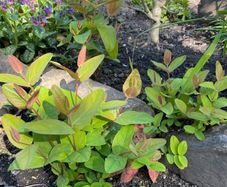 St John's-wort plants