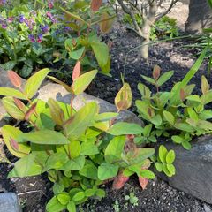 St John's-wort plants