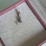 Pandora pave cocktail glass charm perfect condition fully hallmarked Image 5