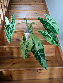 Alocasia Frydek