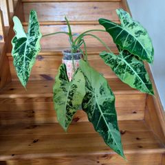 Alocasia Frydek