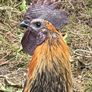 Rooster Image 4
