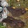 Bog Wood Image 2