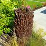 4ft dicksonia Antarctica tree fern Image 3