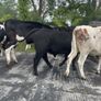 Pedigree Angus Bull Choice of two Image 3