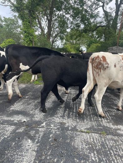 Pedigree Angus Bull Choice of two
