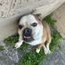 Podge12345