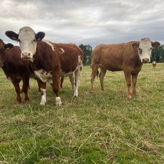 Incalf heifers and heifers with calves at foot