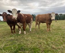Incalf heifers and heifers with calves at foot