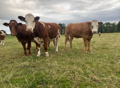 Incalf heifers and heifers with calves at foot