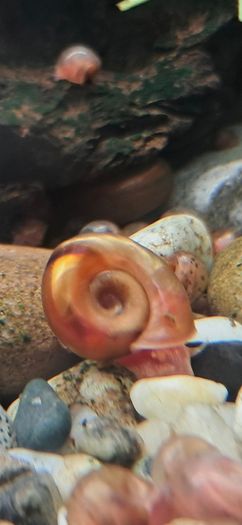 aquarium ramshorn snails (fresh water)