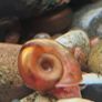 ramshorn snails Image 10