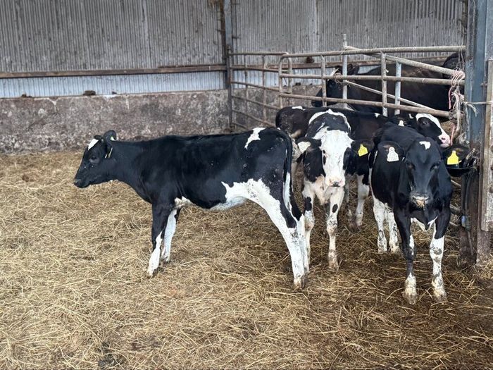 Fr heifer calves