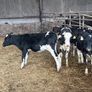 Fr heifer calves Image 3