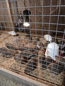 Coturnix Quail