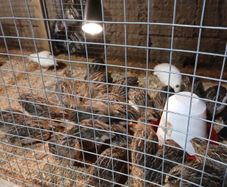 Coturnix Quail