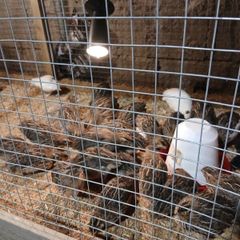 Coturnix Quail