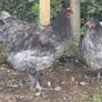 Blue Orpington pair Image 2