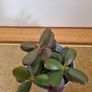 Jade plant Image 2