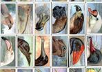 John Player 1929 Cigarette Cards - Curious Beaks - FREE POSTAGE