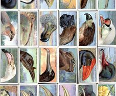 John Player 1929 Cigarette Cards - Curious Beaks - FREE POSTAGE