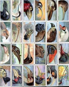 John Player 1929 Cigarette Cards - Curious Beaks - FREE POSTAGE