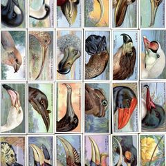 John Player 1929 Cigarette Cards - Curious Beaks - FREE POSTAGE