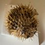 Vintage puffer fish Image 4