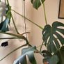 170 cm large Monstera Image 2