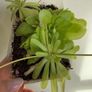 Pinguiculas Carnivorous house plants Image 6
