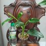 Monstera Standleyana Image 2