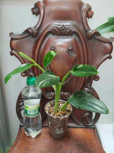 Monstera Standleyana