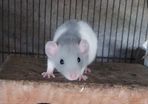 baby pet rats