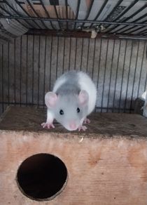 baby pet rats
